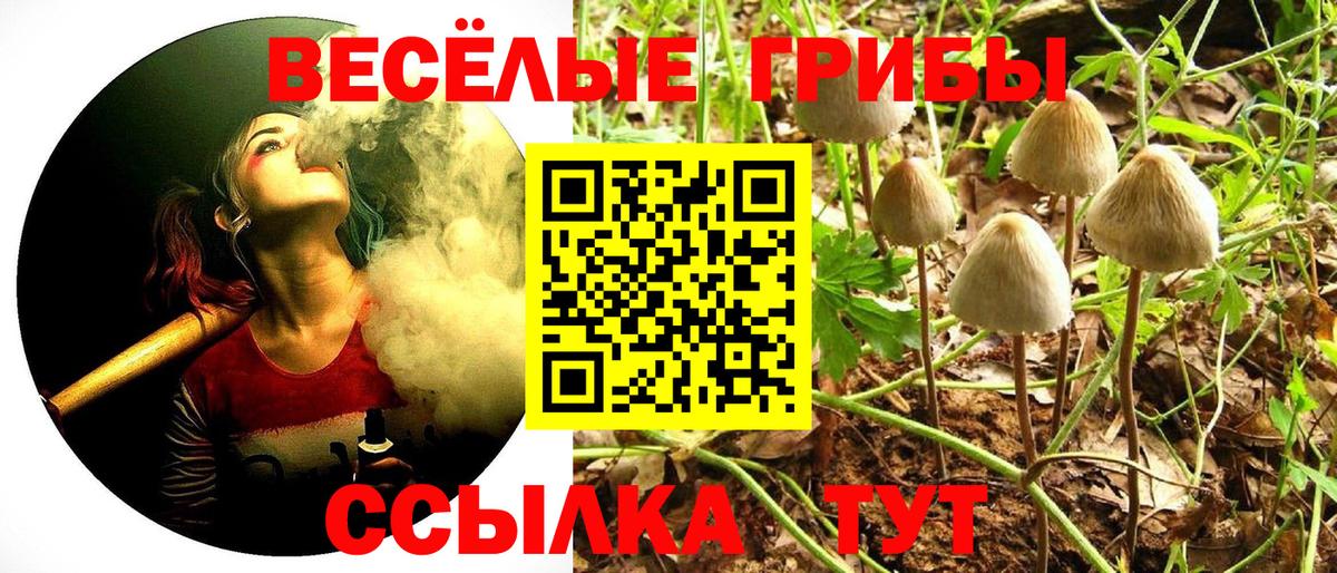 Галлюциногенные грибы Psilocybe Кизилюрт